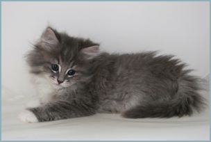 Male Siberian Kitten from Deedlebug Siberians